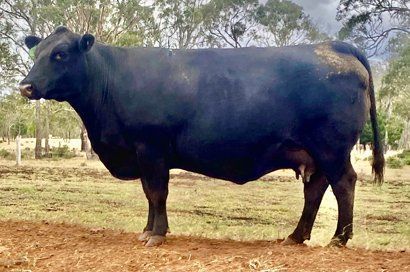 Kirralinda Duchess L7 cow