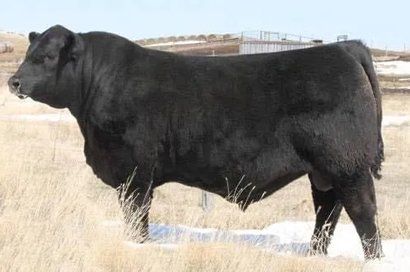 BUSHS WIND CHILL 982 sire