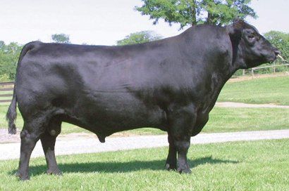 BT Right Time 24J sire