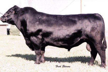 Bt-Ultravox-297e sire