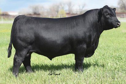 Musgrave 316 Stunner sire