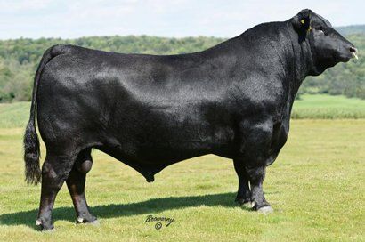 SAV Ten Percent sire