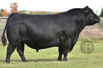 Quaker Hill Columbus sire