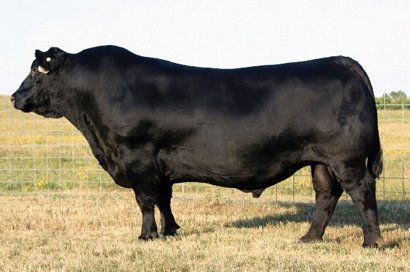 S A V 8180 Traveler sire