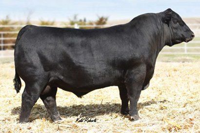 Musgrave Crackerjack sire