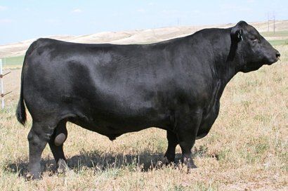 Sires | Exton Angus - Breeding Better. Breeding Best.