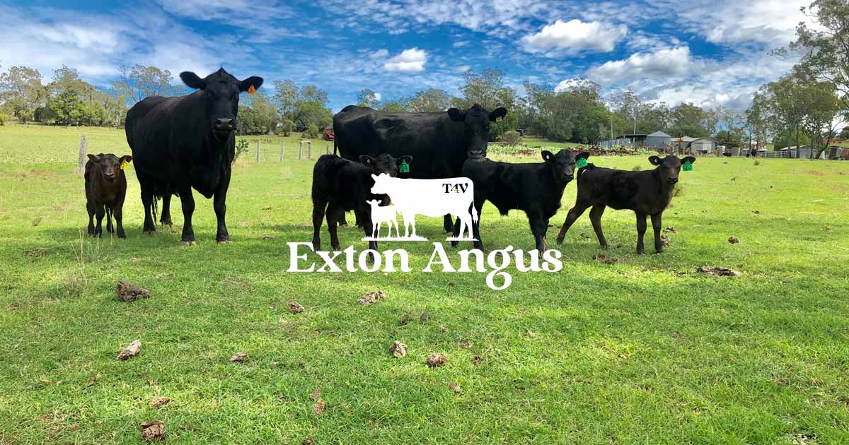 Sires Exton Angus Breeding Better. Breeding Best.