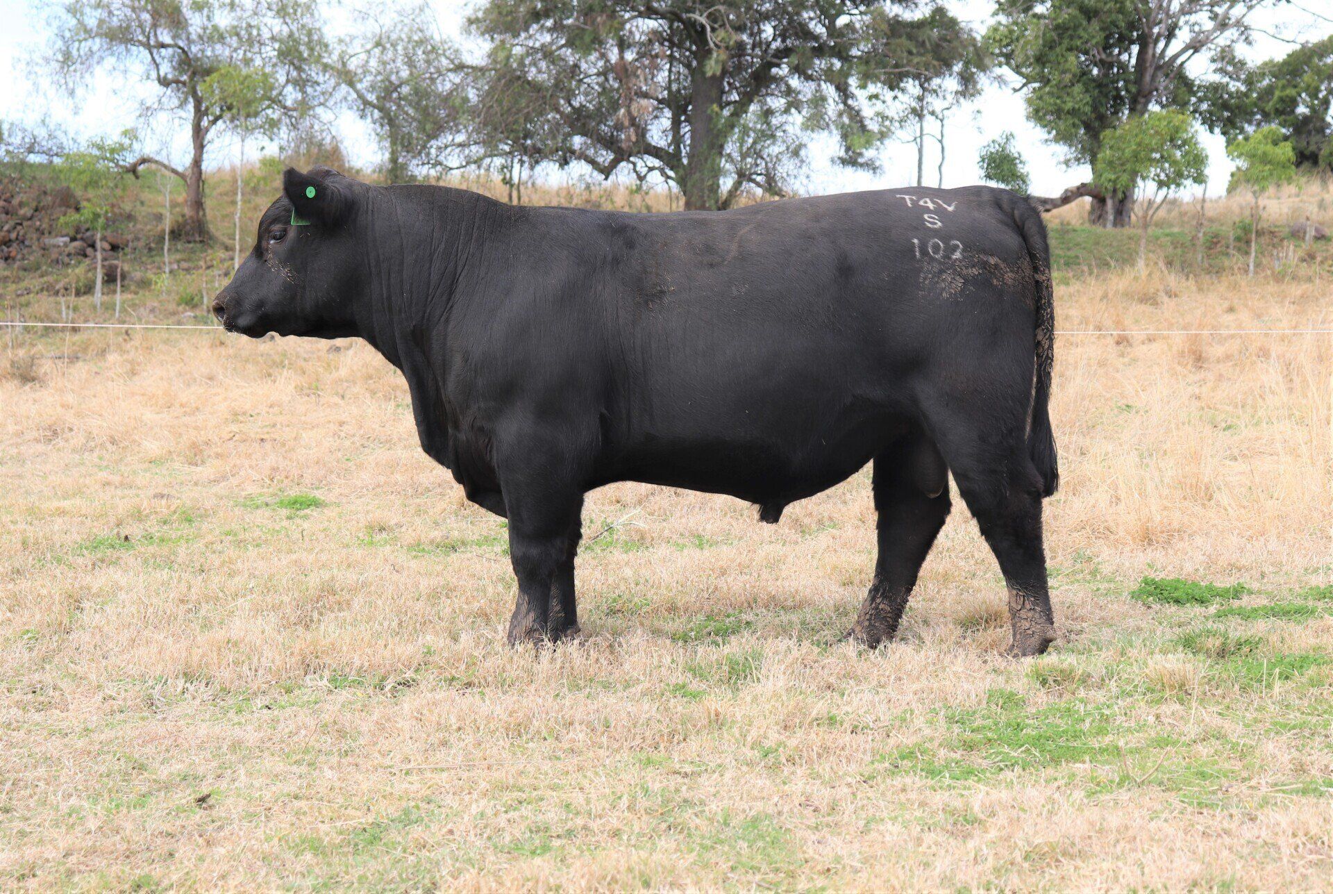 Invitational Bull Sale | Exton Angus - Raising Cattle. Raising Standards.