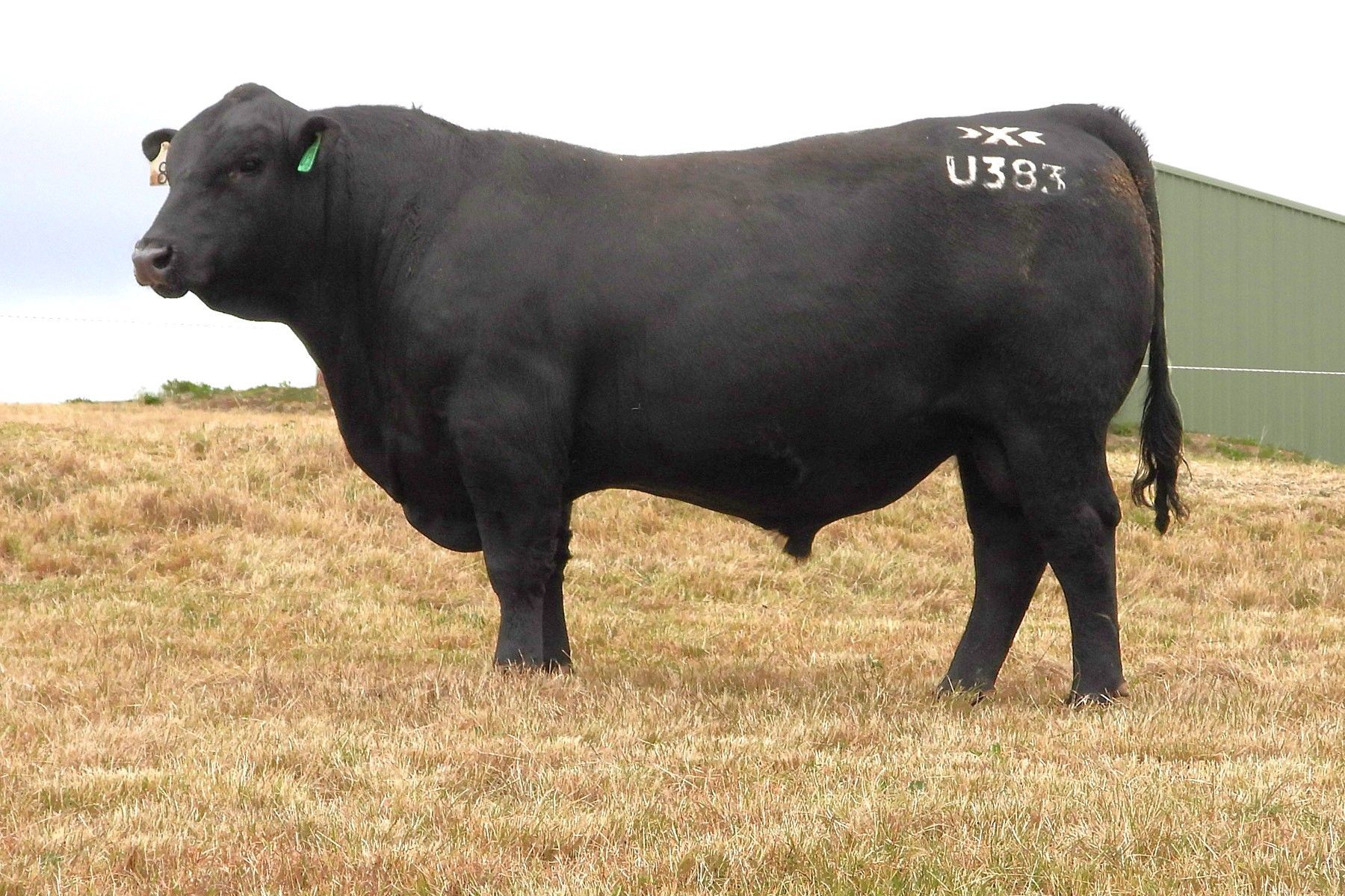 2025 Bull Sale