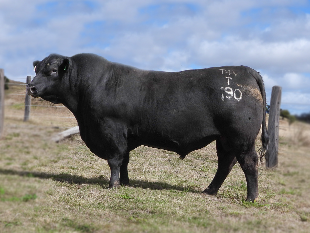 2024 Bull Sale