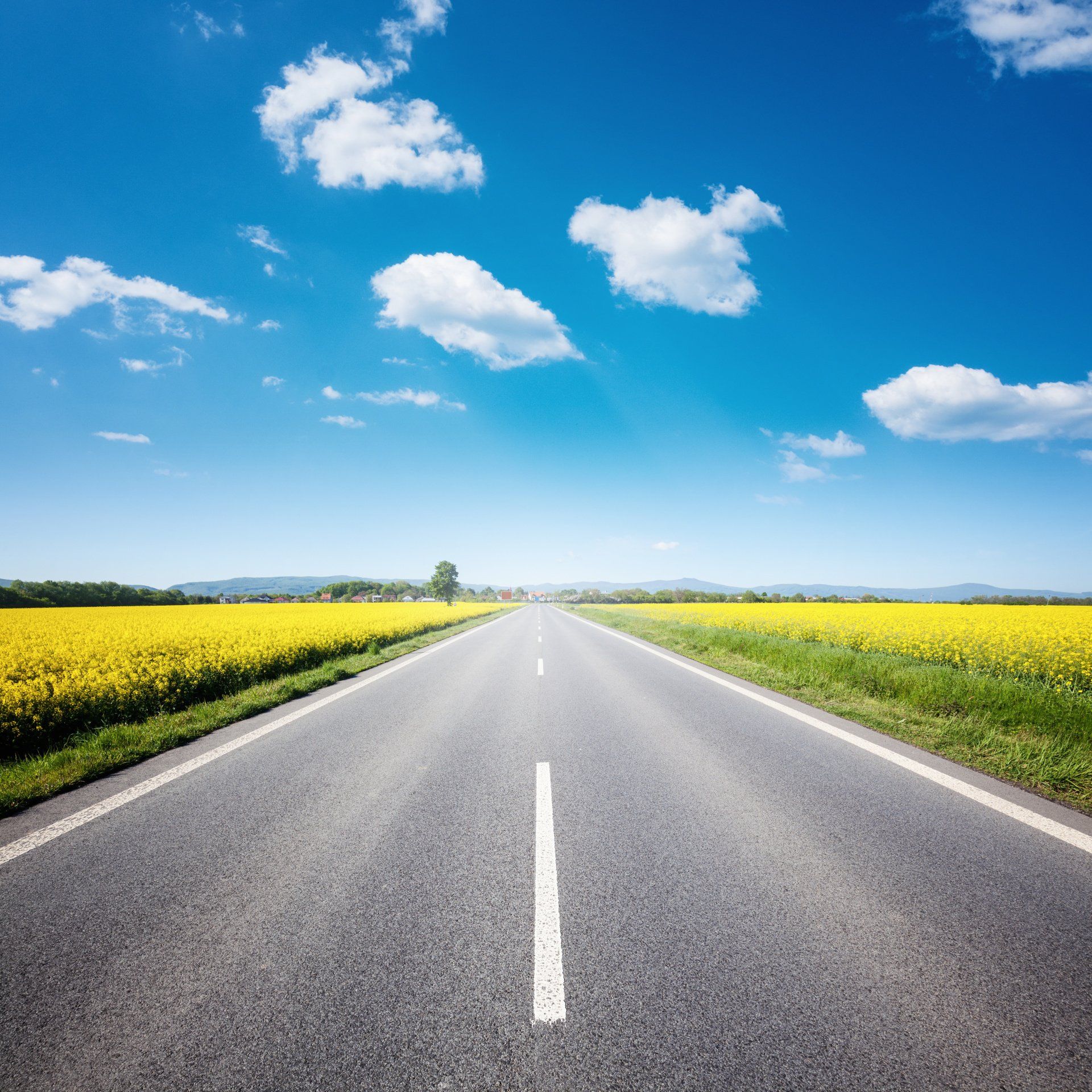 A road going through a field of yellow flowers on a sunny day