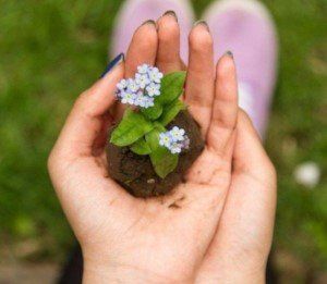 Flower in soil ball cupped in hands. Nurturing, supporting and growing your medical talent.