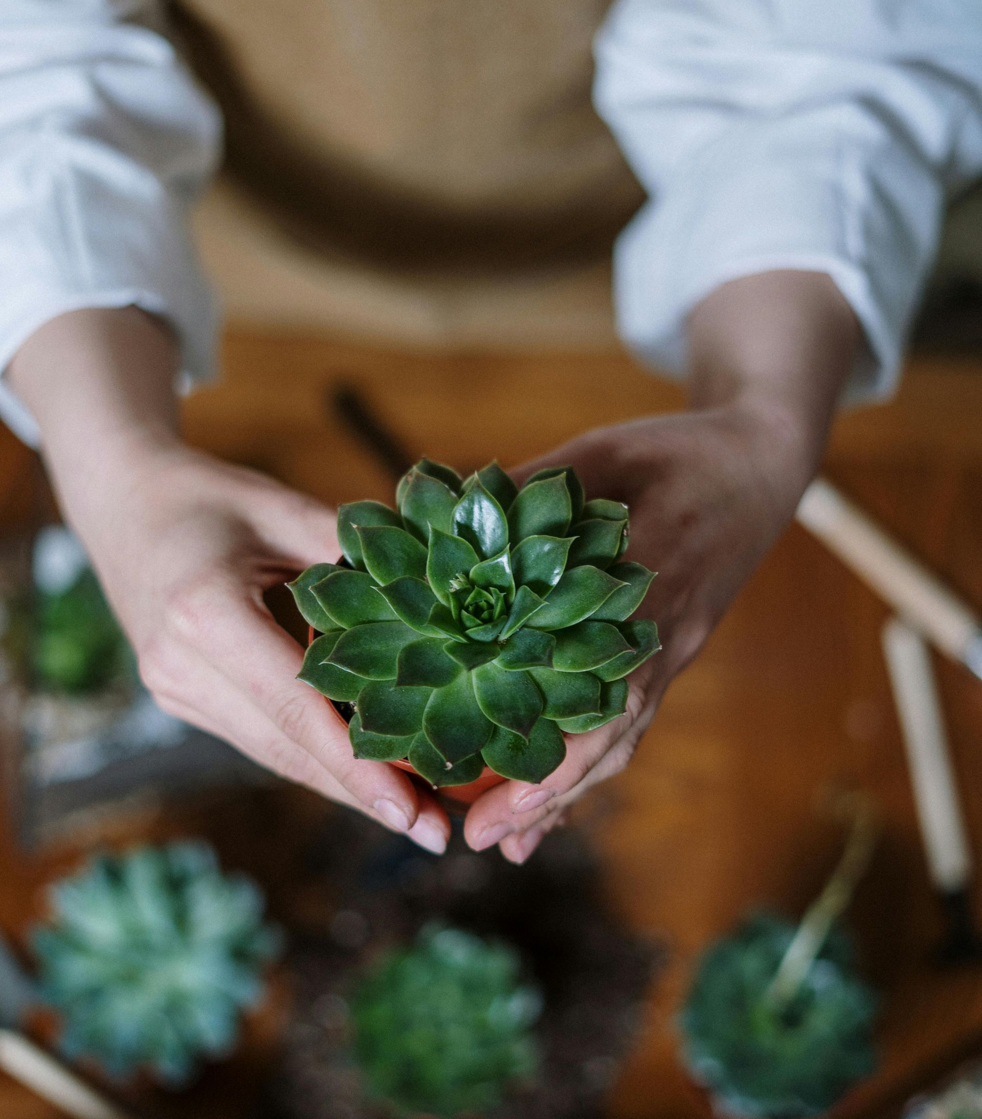 row of plants A bunch of potted plants are sitting on a table.