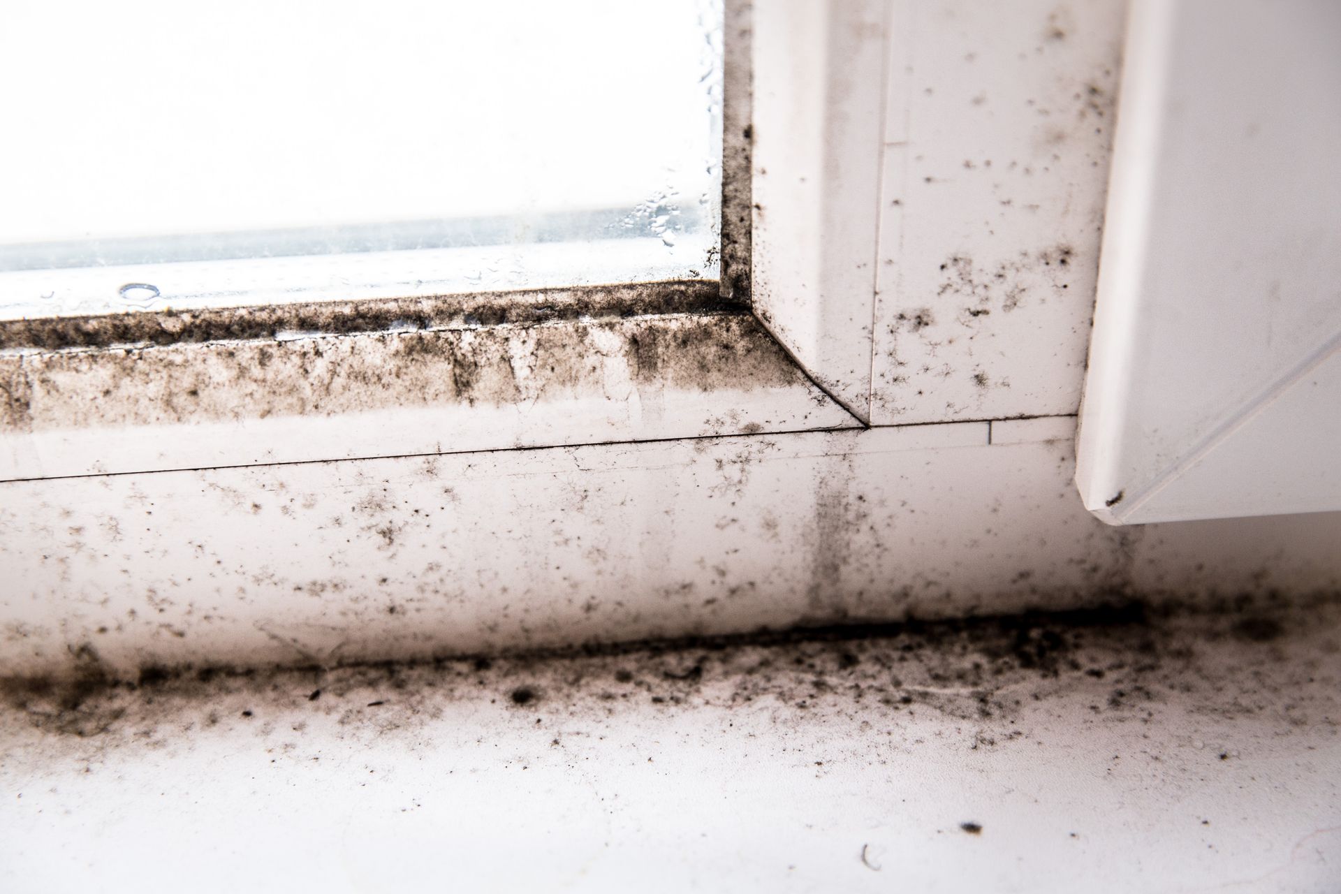 Mold growing on a white window frame and sill near condensation.