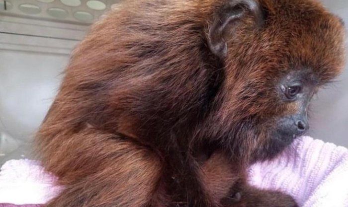 Um close de um macaco marrom sentado em um cobertor rosa.