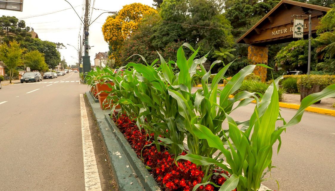 Uma fileira de plantas crescendo à beira de uma estrada.