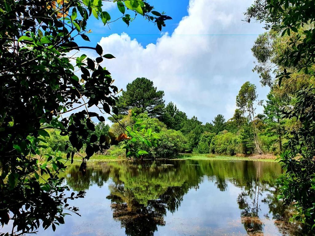 Um lago cercado por árvores em um dia ensolarado