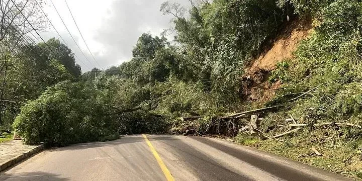 Uma árvore caiu na beira de uma estrada.