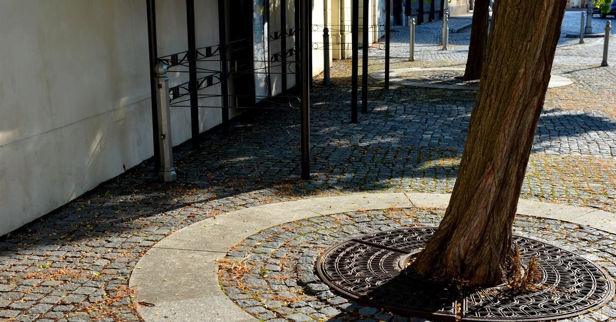 A pedestrian zone with several planted trees. Two have circular resin bound tree pits and a metal gate around them.