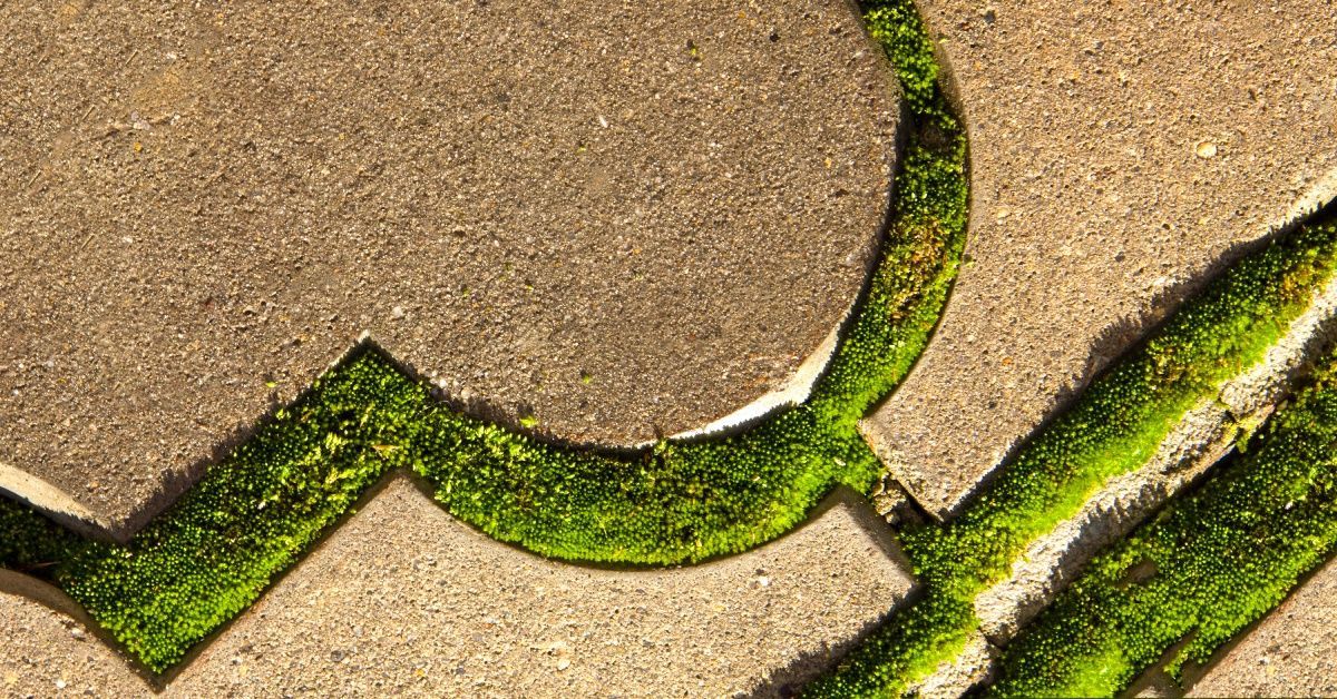 Moss collects in the crevices of a resin stone surface, illuminated by the sun and revealing its 