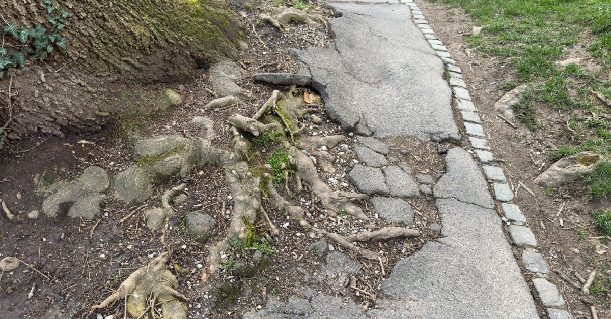 The roots from a large tree break through a concrete sidewalk, raising the ground making it uneven.