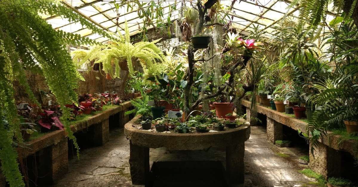 An indoor garden or greenhouse shelters an assortment of tropical plants while sunlight spills into the room.