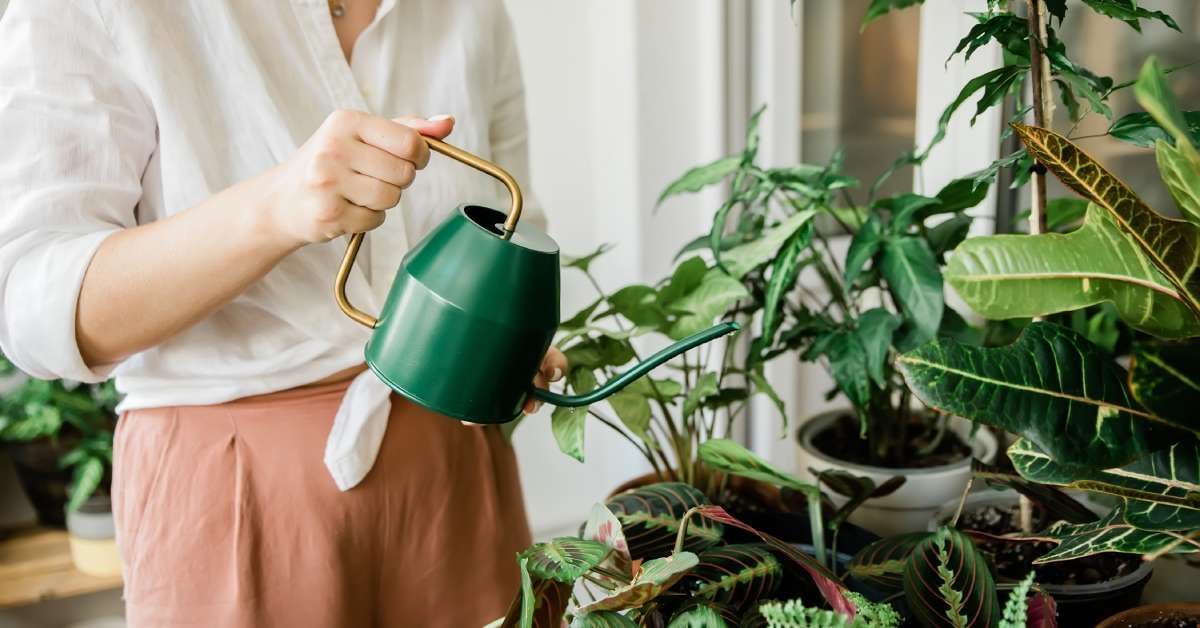 A woman from the neck down in an indoor garden. She waters her collection of lovely plants on a shel