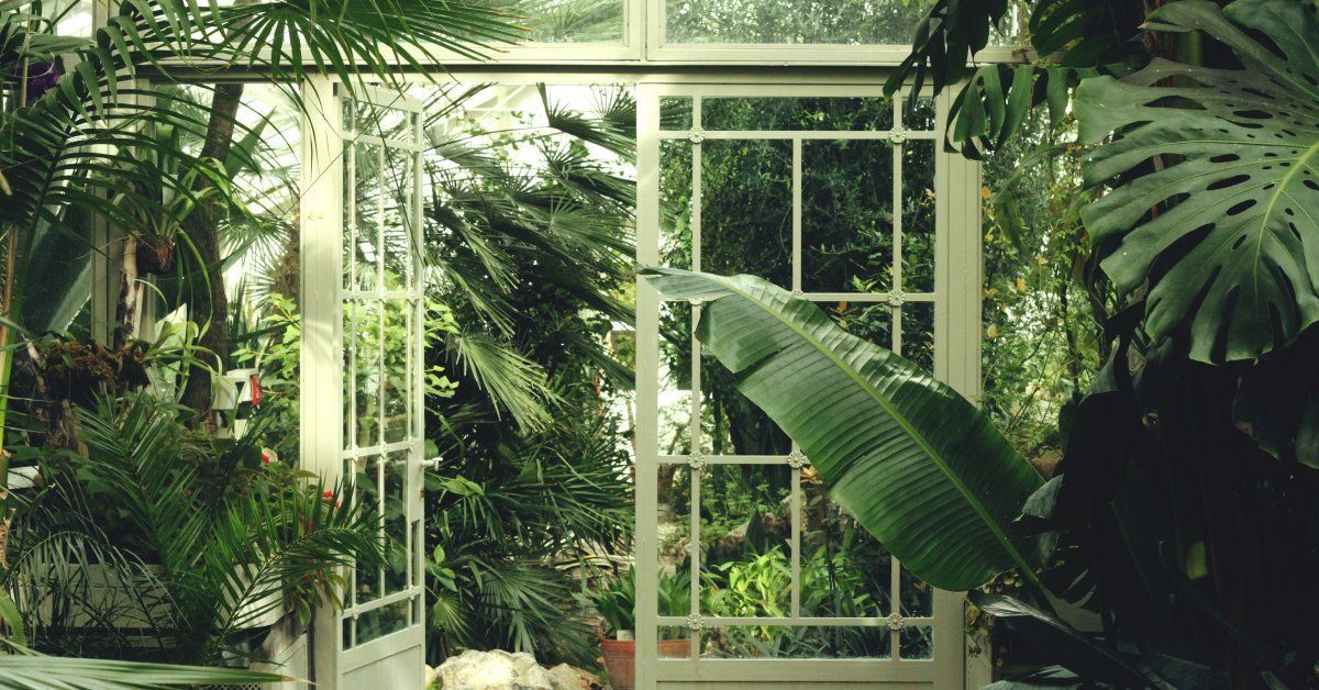 The inside of a greenhouse with a small rock garden and many varieties of ferns, palms, and other plants.