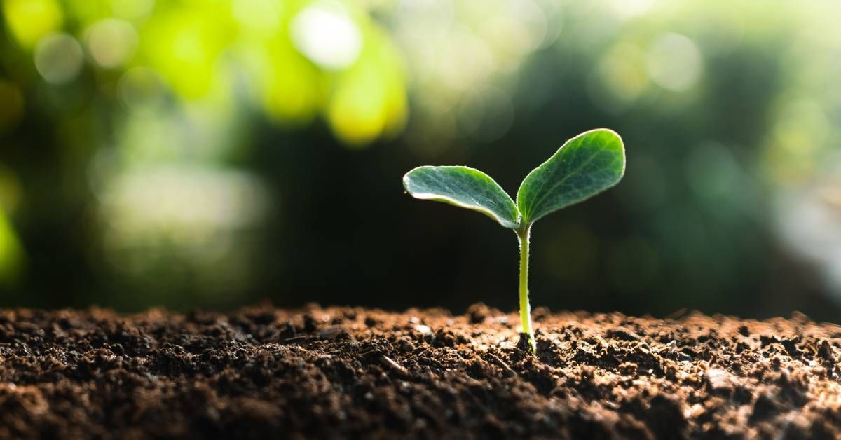 An extreme close-up on a tree sprout starting to come up out of the ground surrounded by rich brown soil.