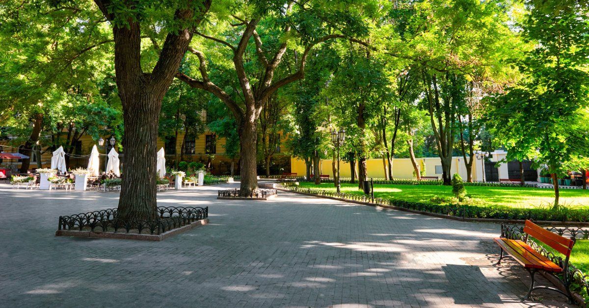  A beautiful city park in the early morning with green grass and a large tree in a tree pit in frame