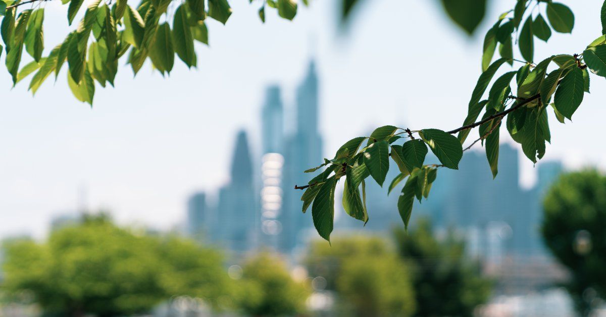 A city's skyline, slightly out of focus, visible through a group of tree branches that are flocked with green leaves.