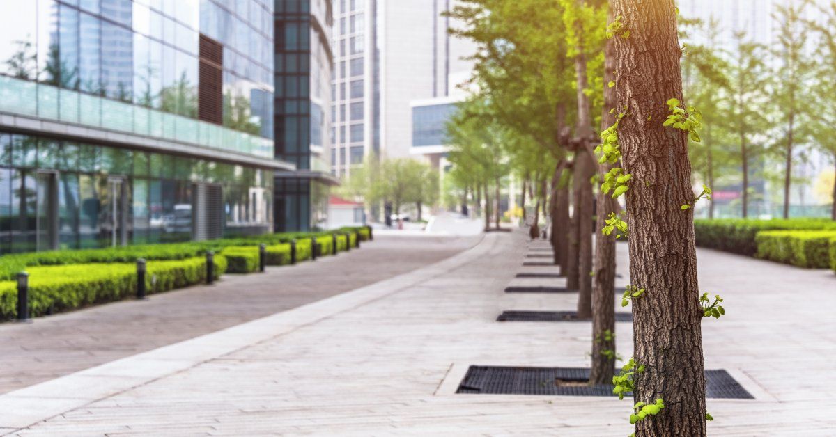 A line of tall trees positioned in individual tree pits along a sidewalk across from a large office.