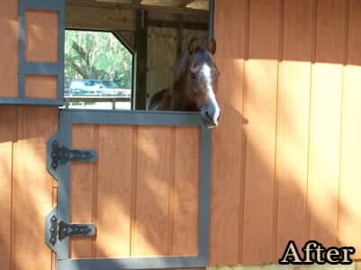 Horse inside the barn - Home Inspections in Tallahassee, FL