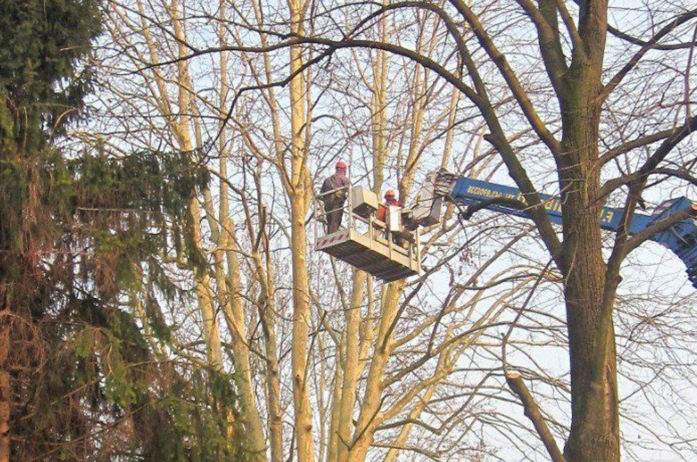 Potatura alberi ad alto fusto