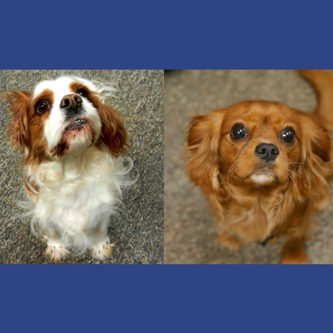 Two pictures of a brown and white dog on a blue background