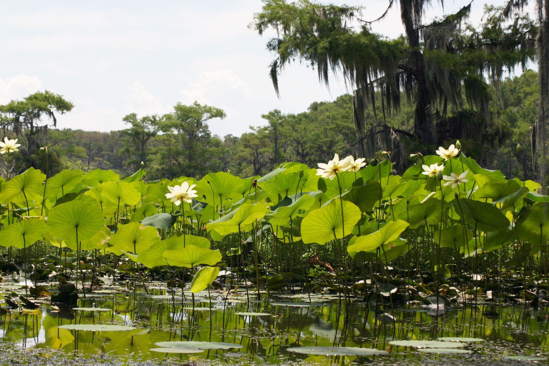 A swamp with lots of water lilies and spanish moss