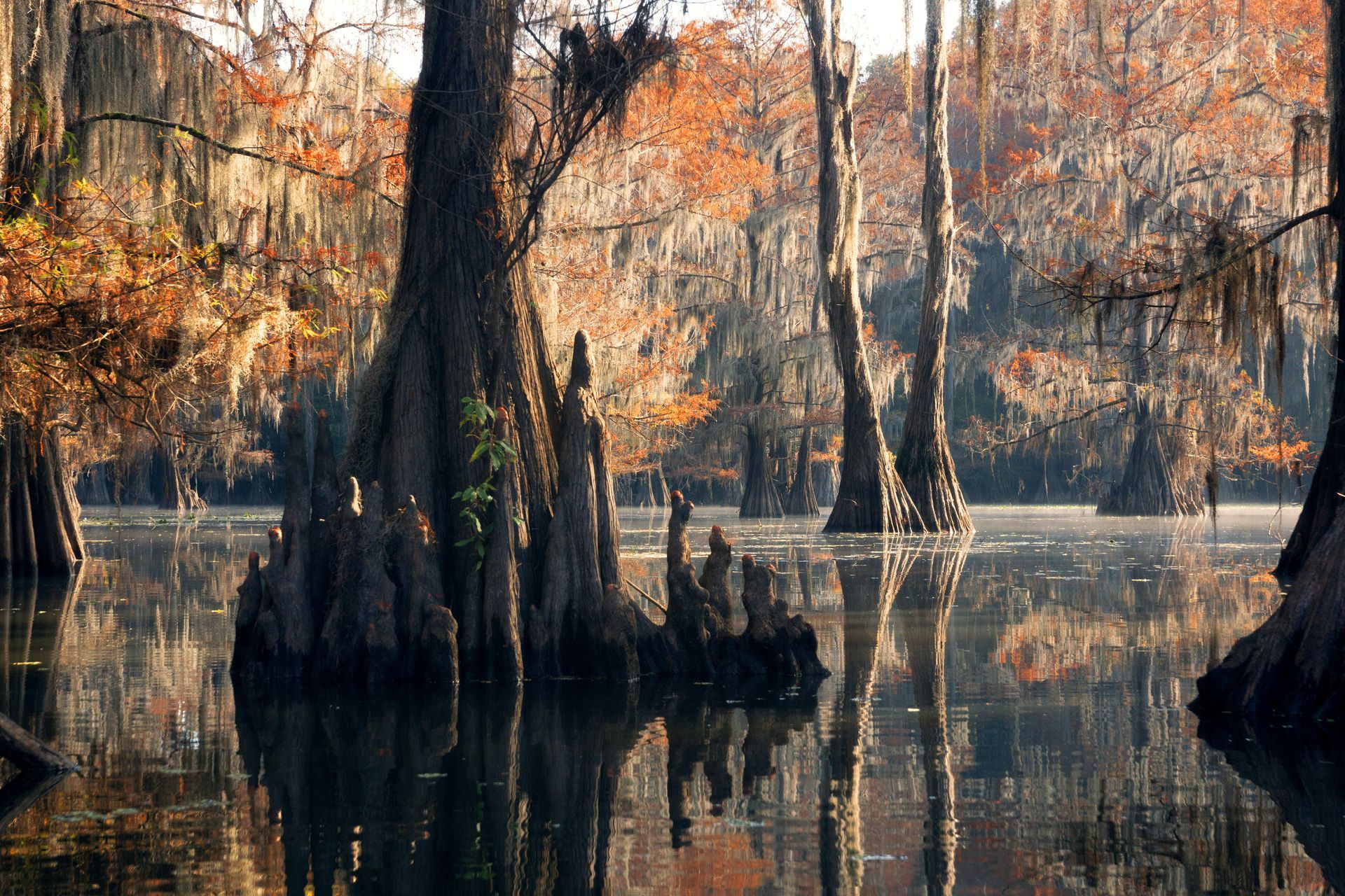 A swamp with trees growing out of the water