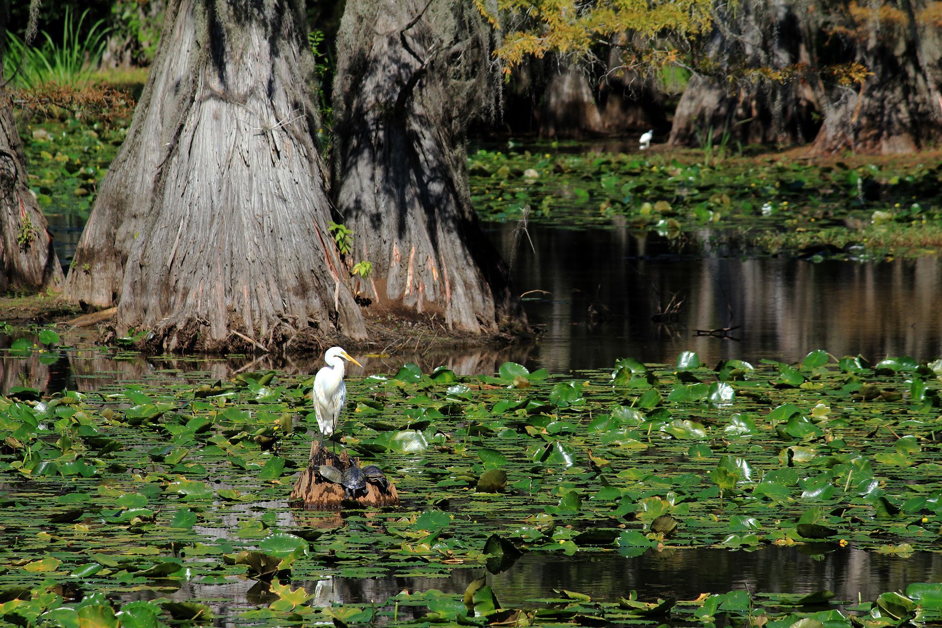 A white bird is standing on a duck in a swamp.