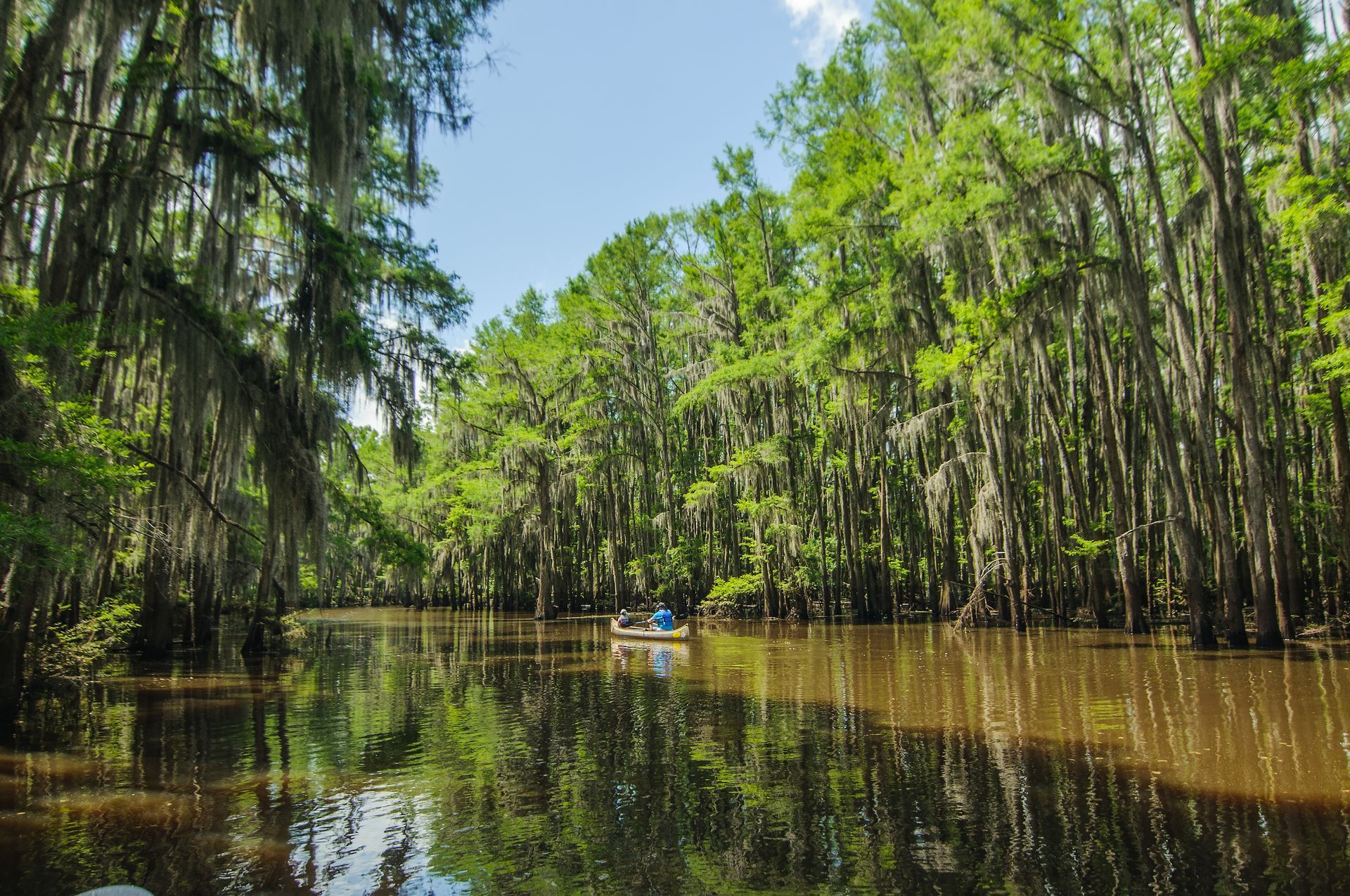 A person in a kayak is paddling down a river surrounded by trees.