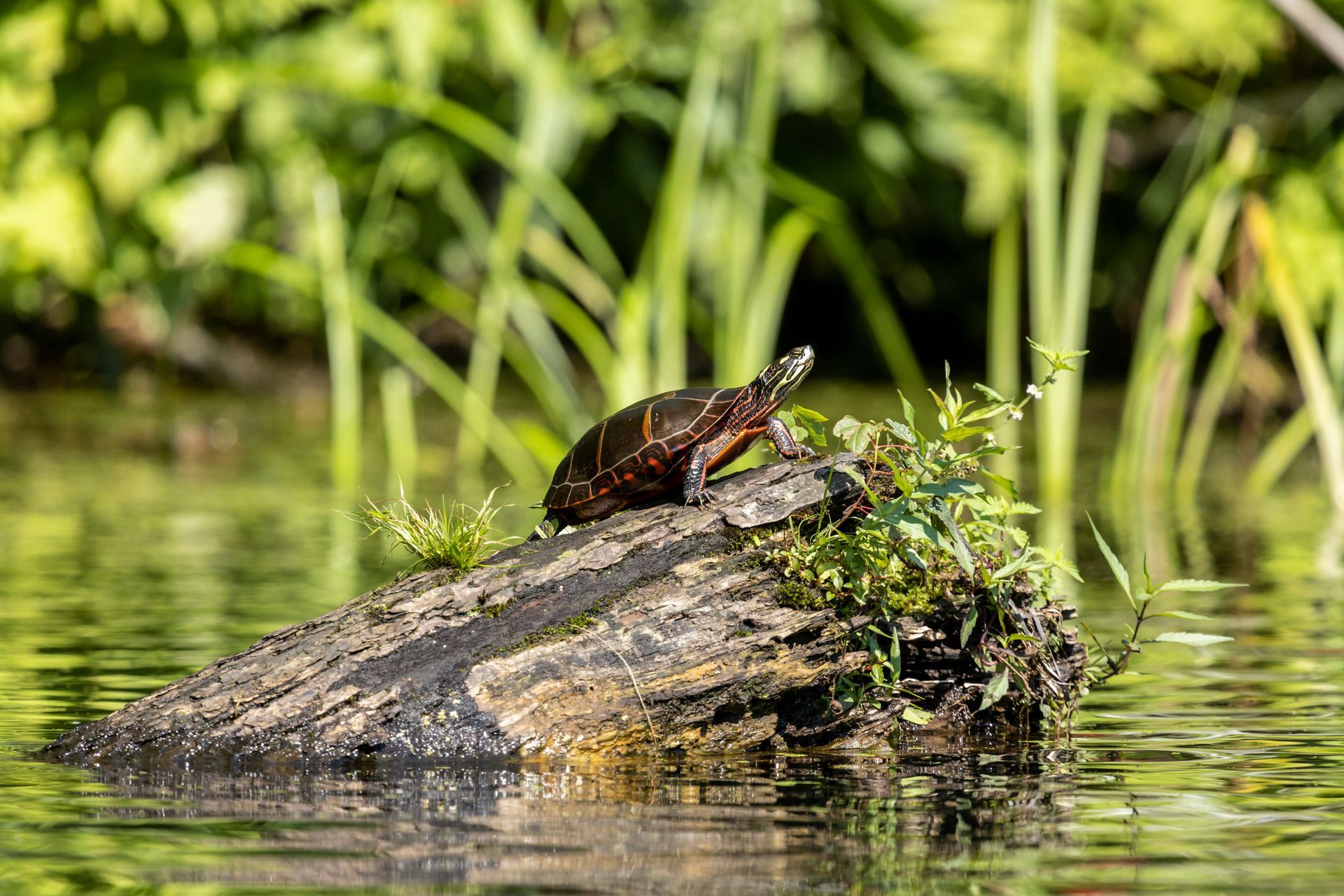 A turtle is sitting on a log in the water.