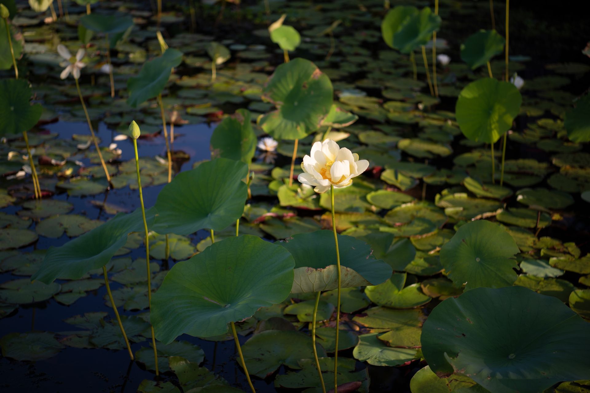 A lotus flower is surrounded by lily pads in a pond.