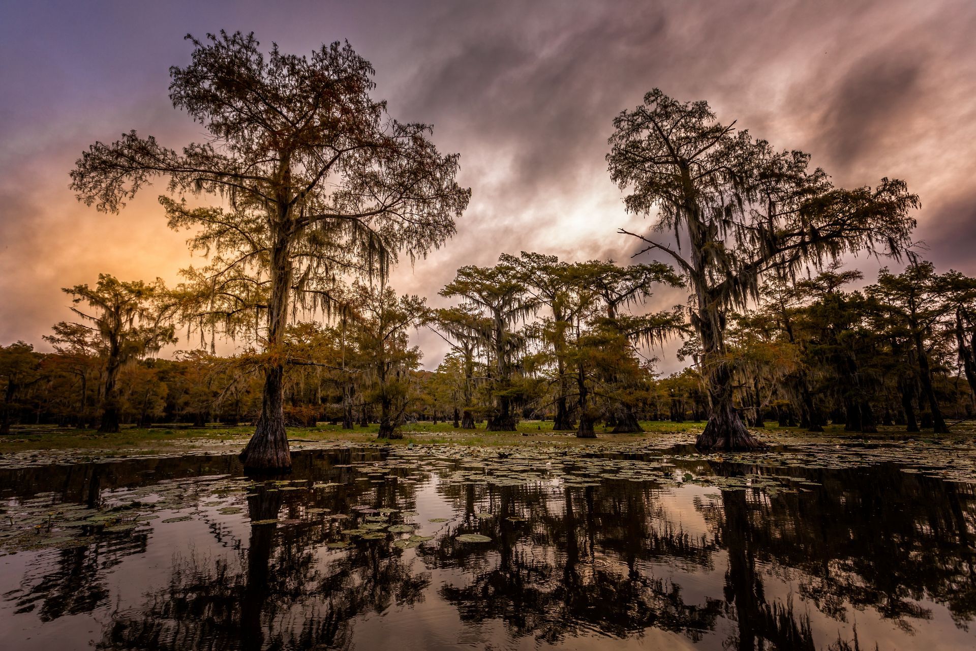 A swamp with trees and a cloudy sky in the background