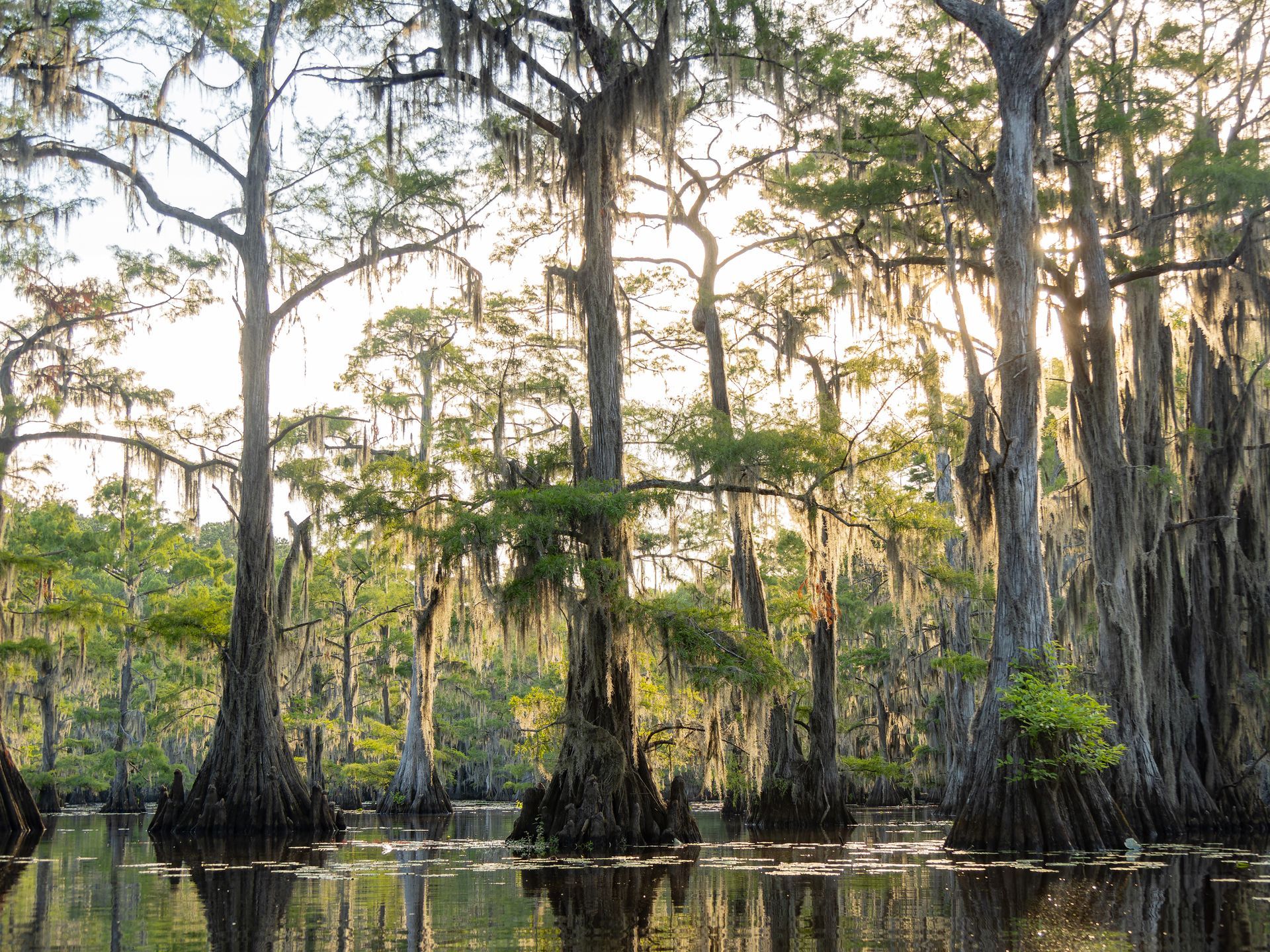 The sun is shining through the trees in the swamp.