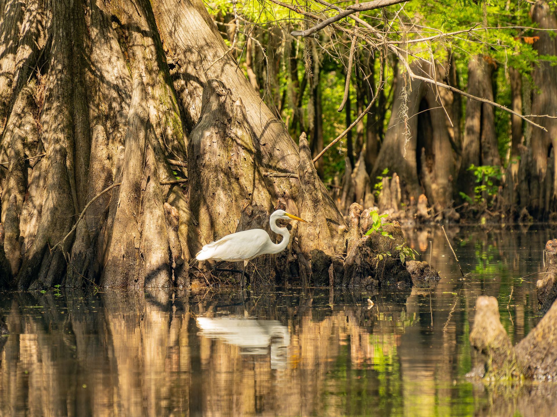 A large white bird is standing in the middle of a swamp.