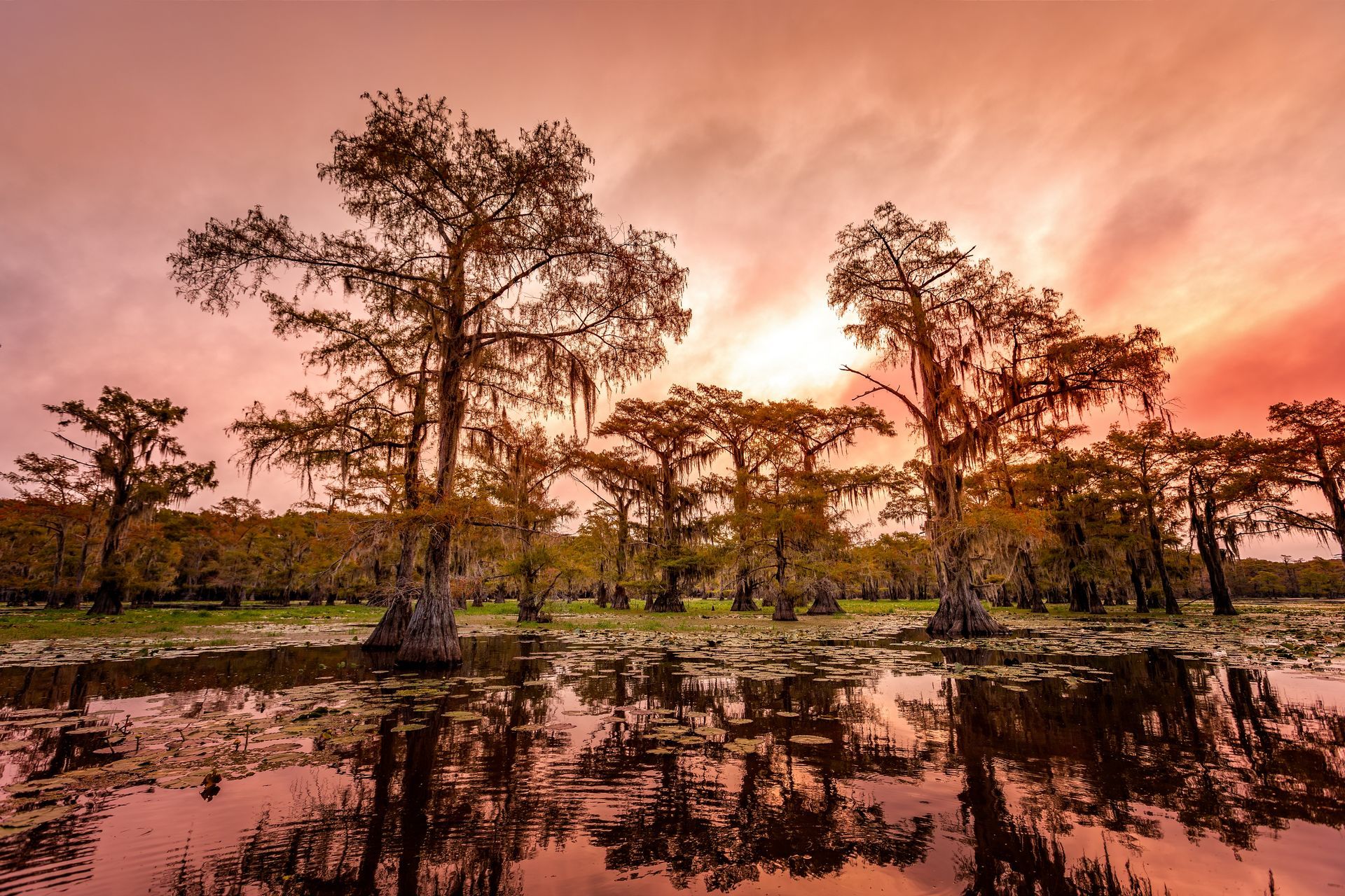 A swamp with trees and a sunset in the background