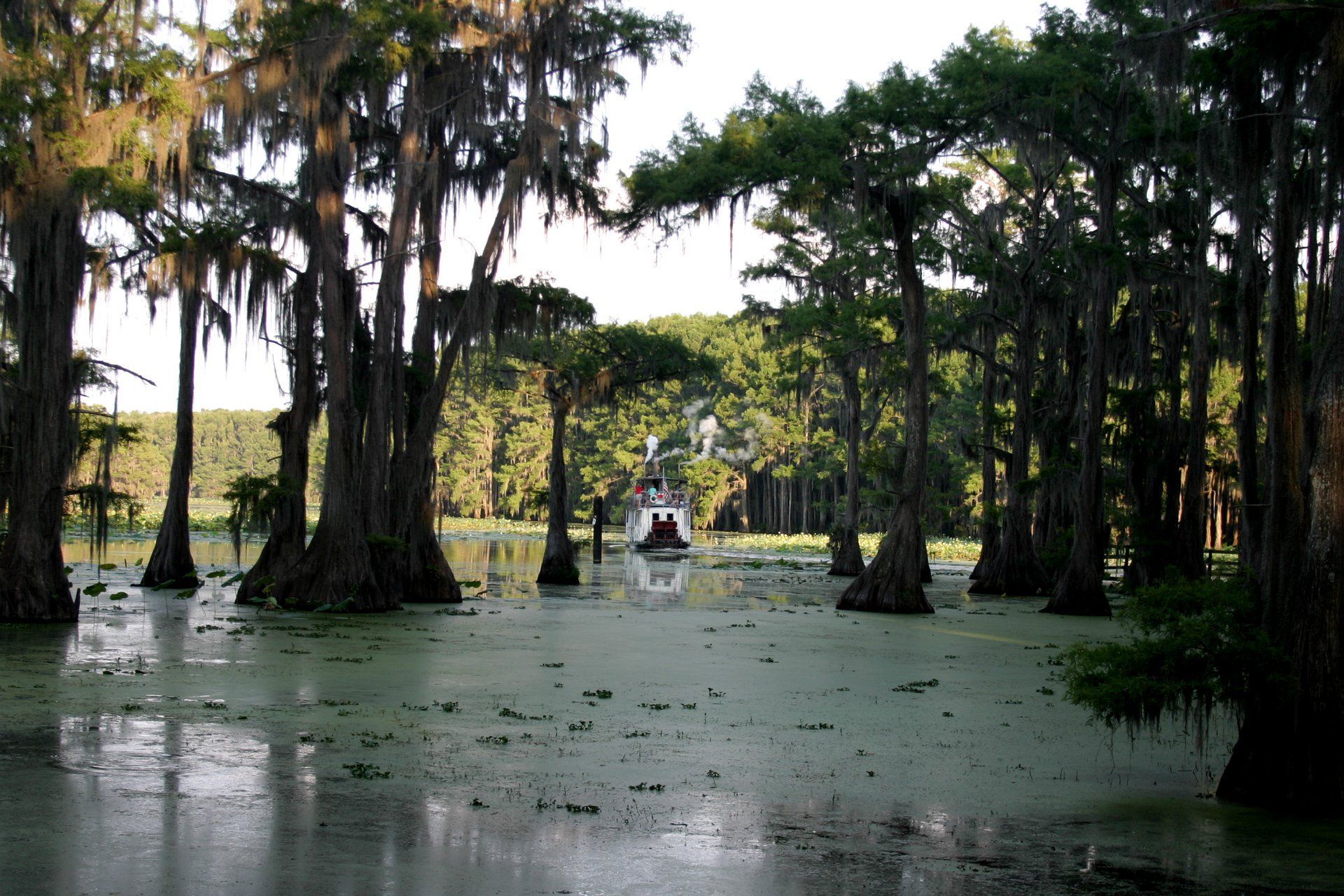 A boat is in the middle of a swamp surrounded by trees