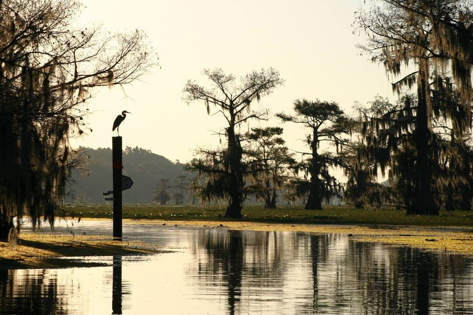 A bird perched on a pole overlooking a body of water