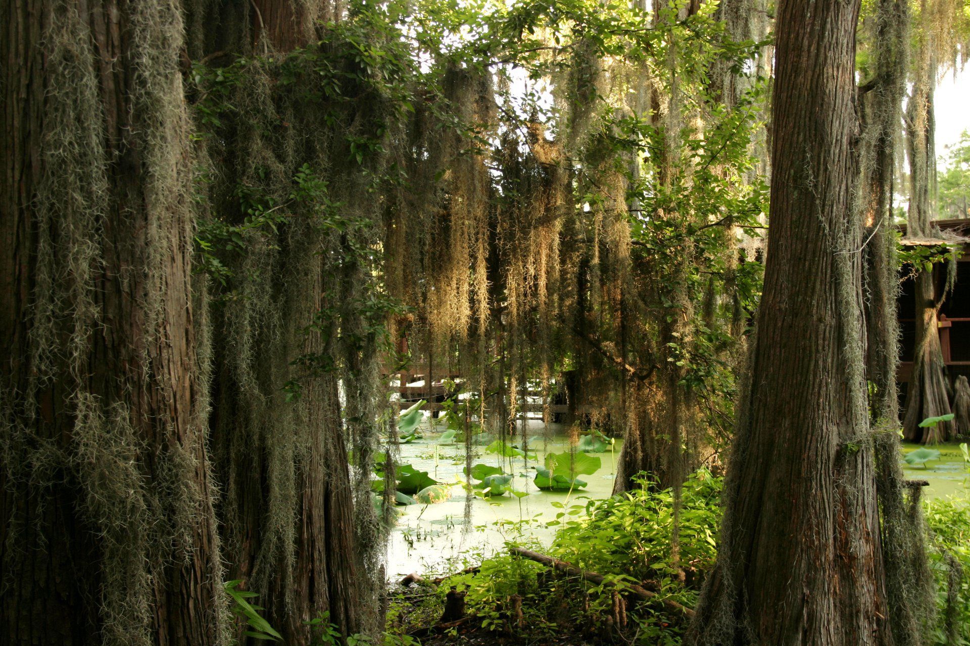Spanish moss is hanging from the trees in a swamp.