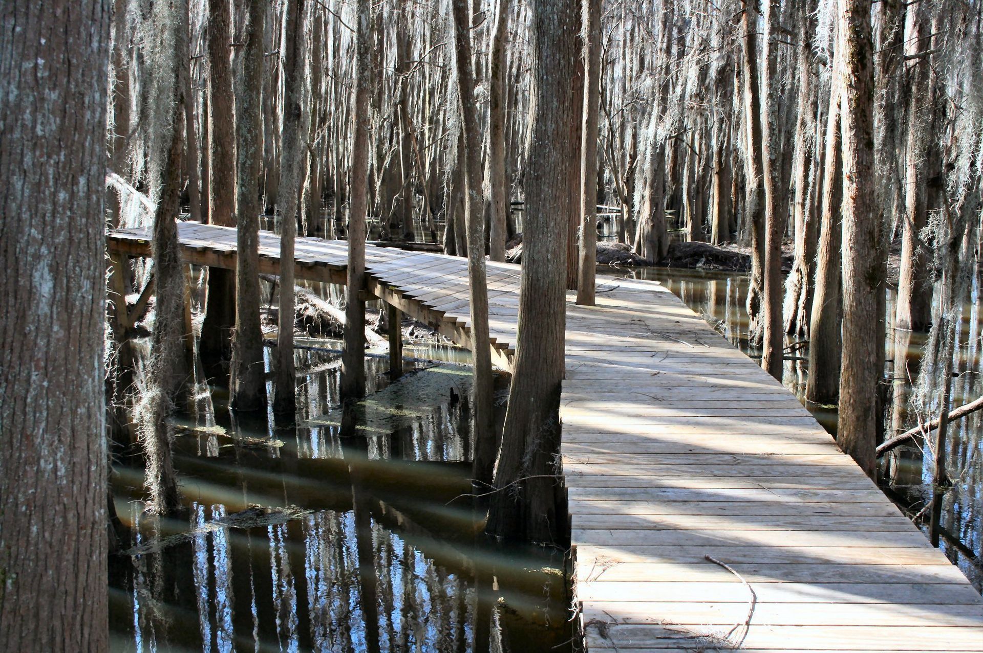 A wooden walkway in the middle of a swamp