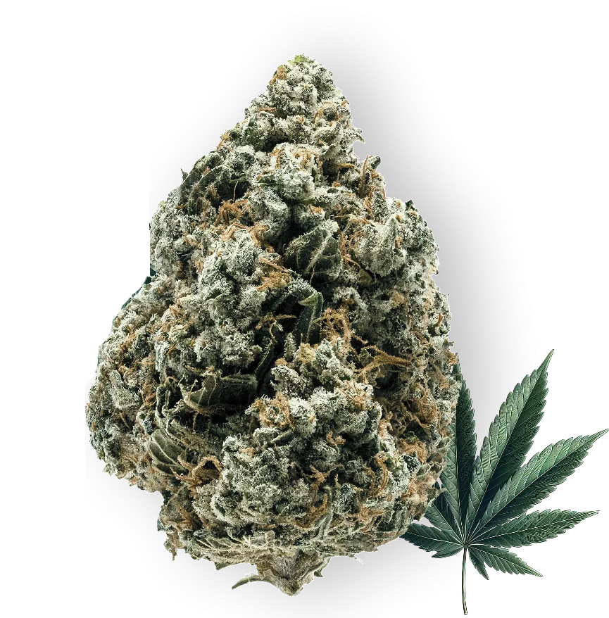 Cannabis bud, light green with orange hairs, next to a green cannabis leaf.